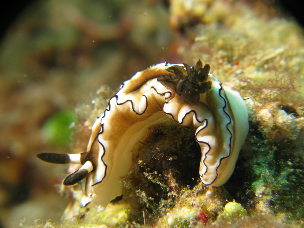 Black-margined Nudibranch