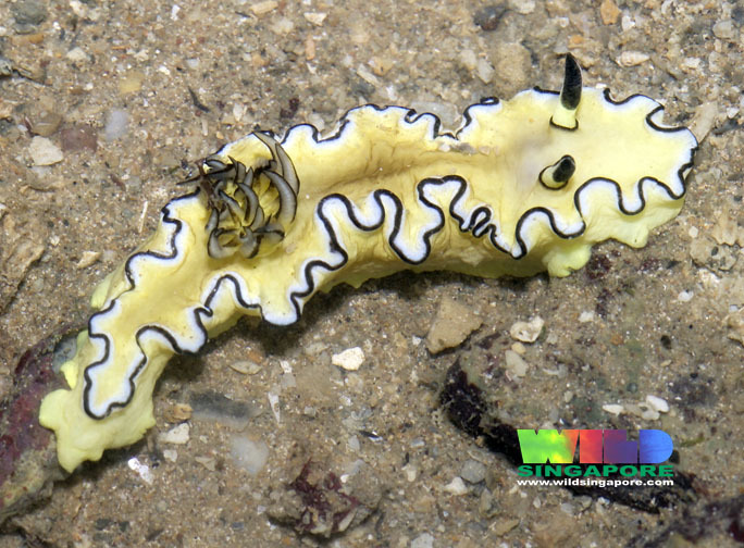 Black-margined Nudibranch