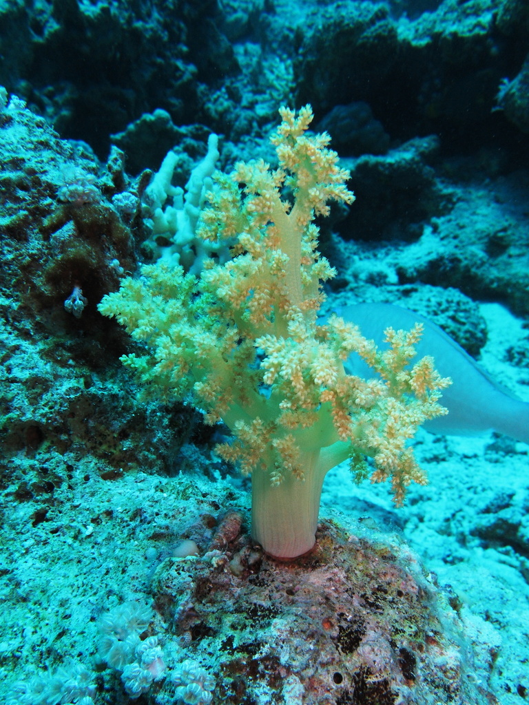 Broccoli Coral