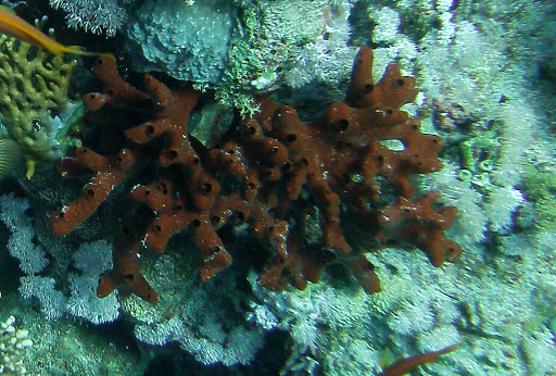 Iodine Finger Sponge
