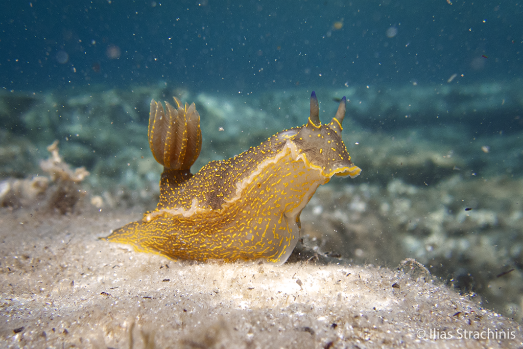 Regal Sea Goddess
