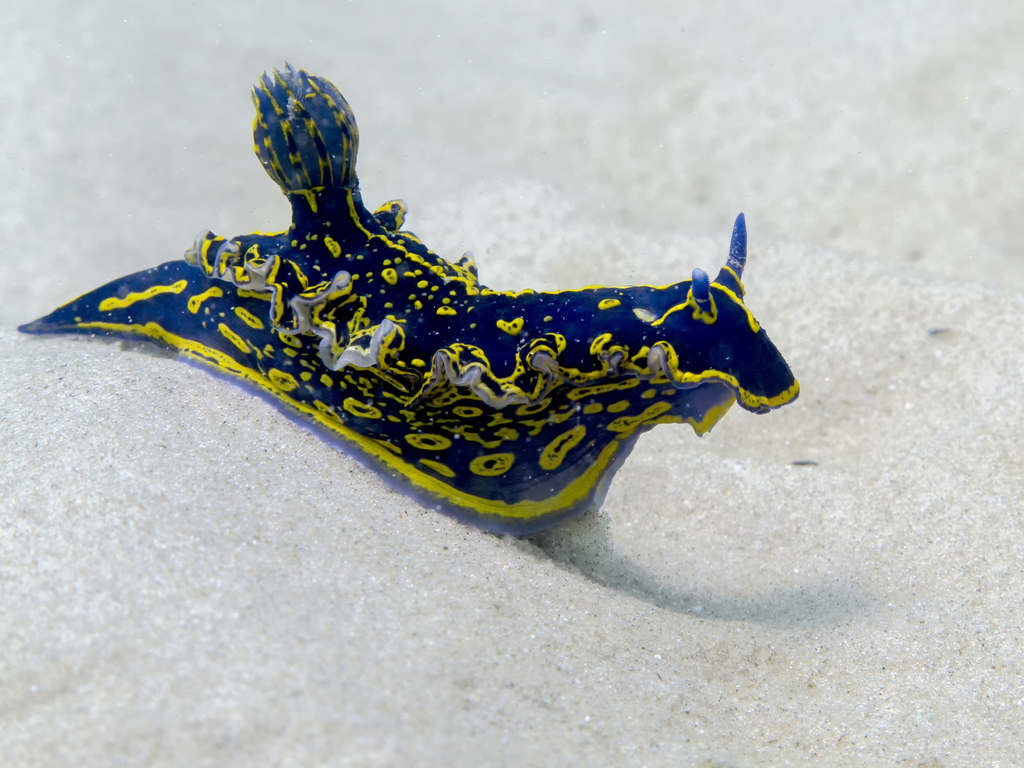 Regal Sea Goddess