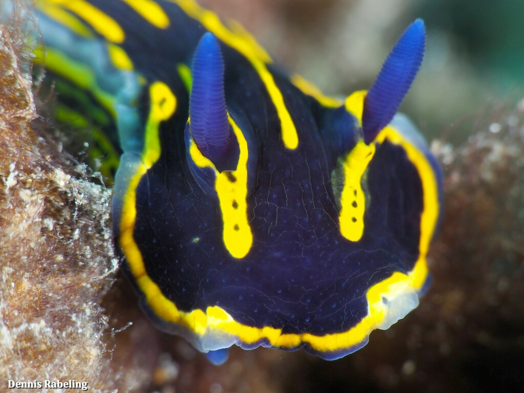 Regal Sea Goddess