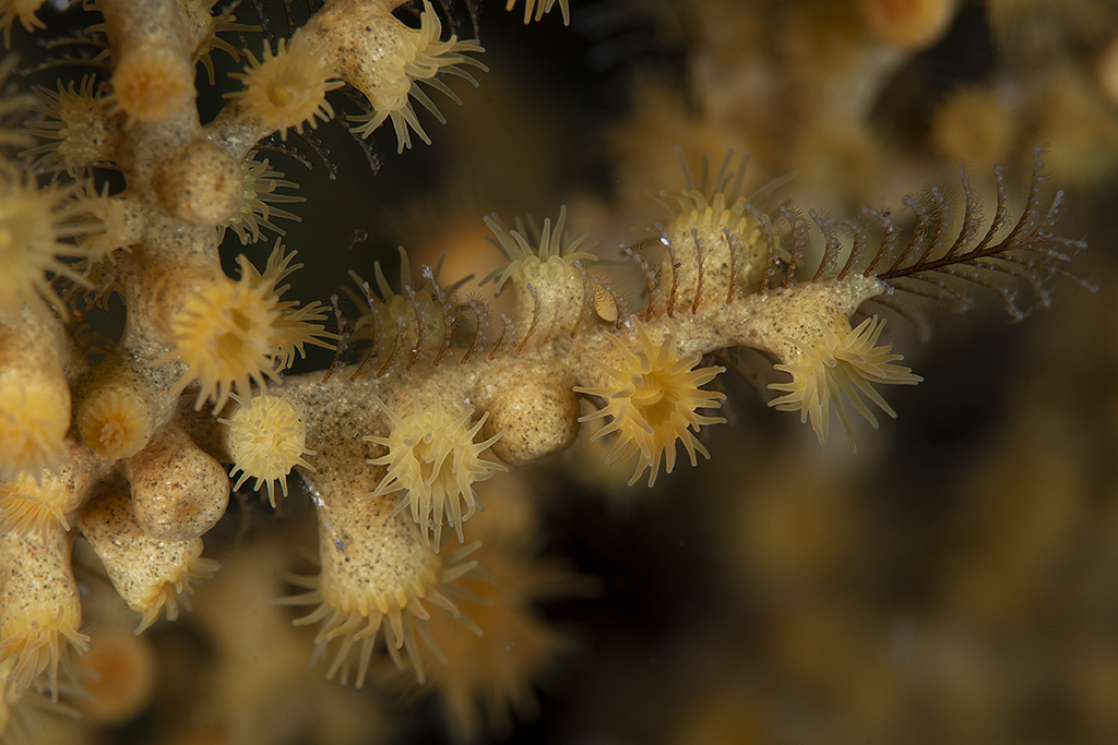 Yellow polyps