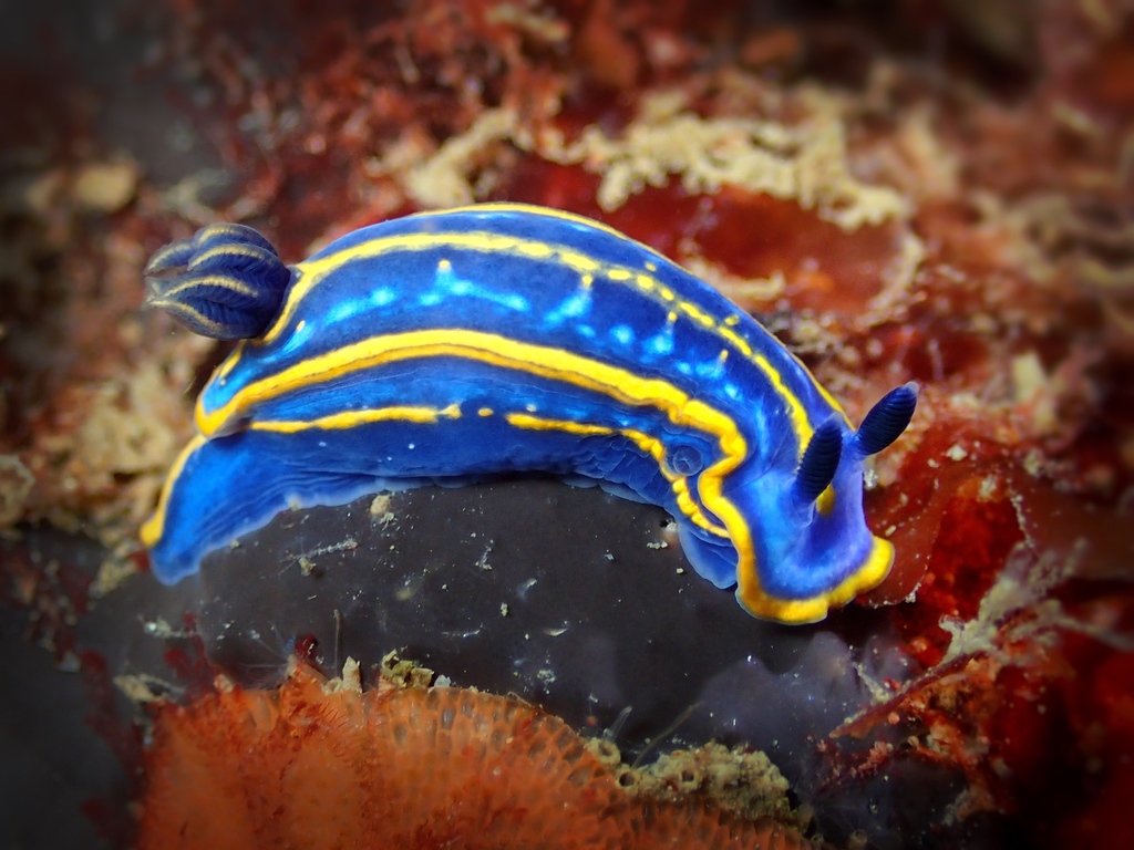 Doris tricolore