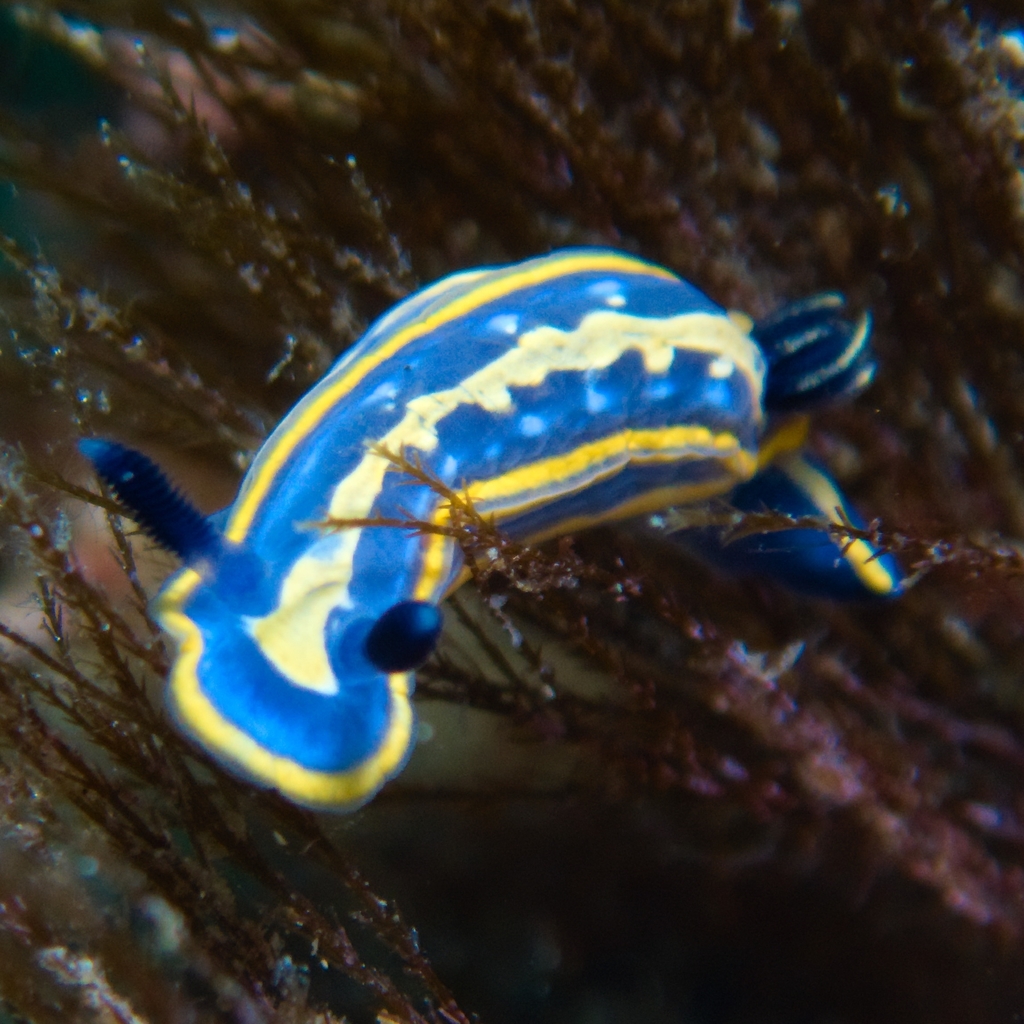 Doris tricolore