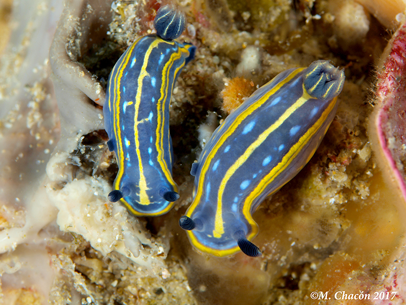 Doris tricolore