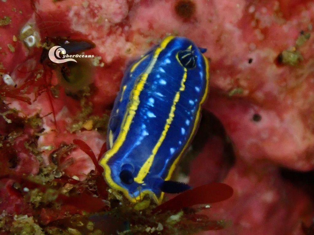 Doris tricolore
