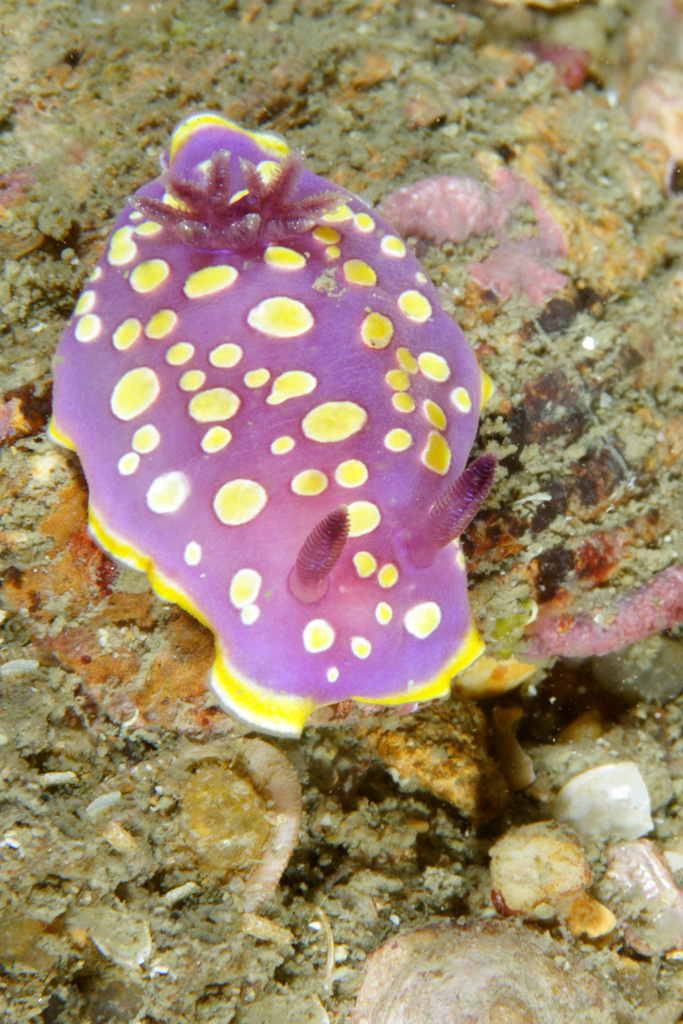 Doris tacheté mauve