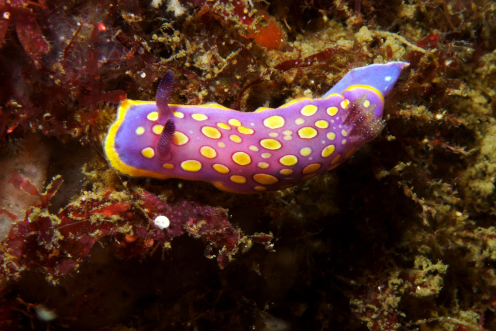 Doris tacheté mauve