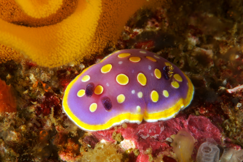 Doris tacheté mauve