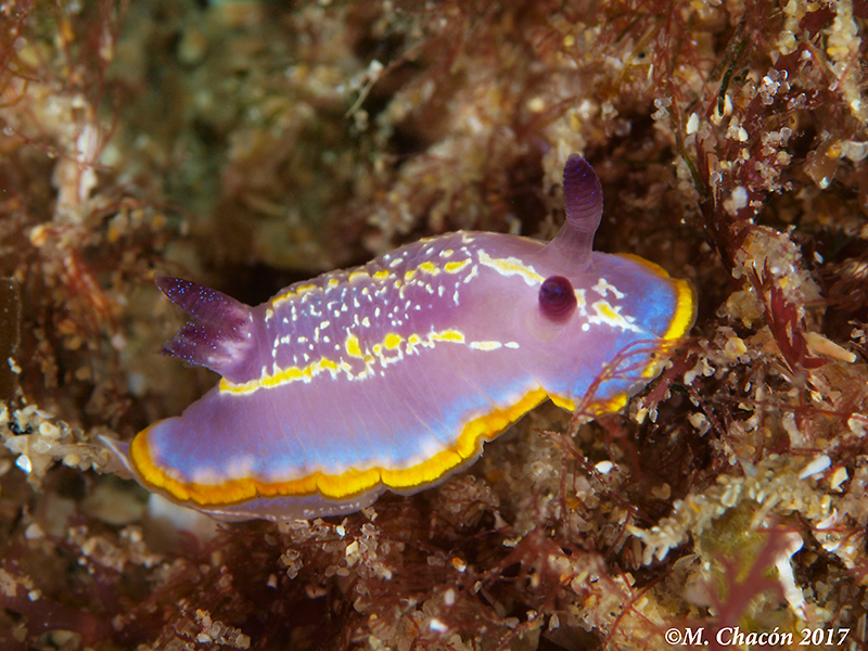 Krohn's Dorid