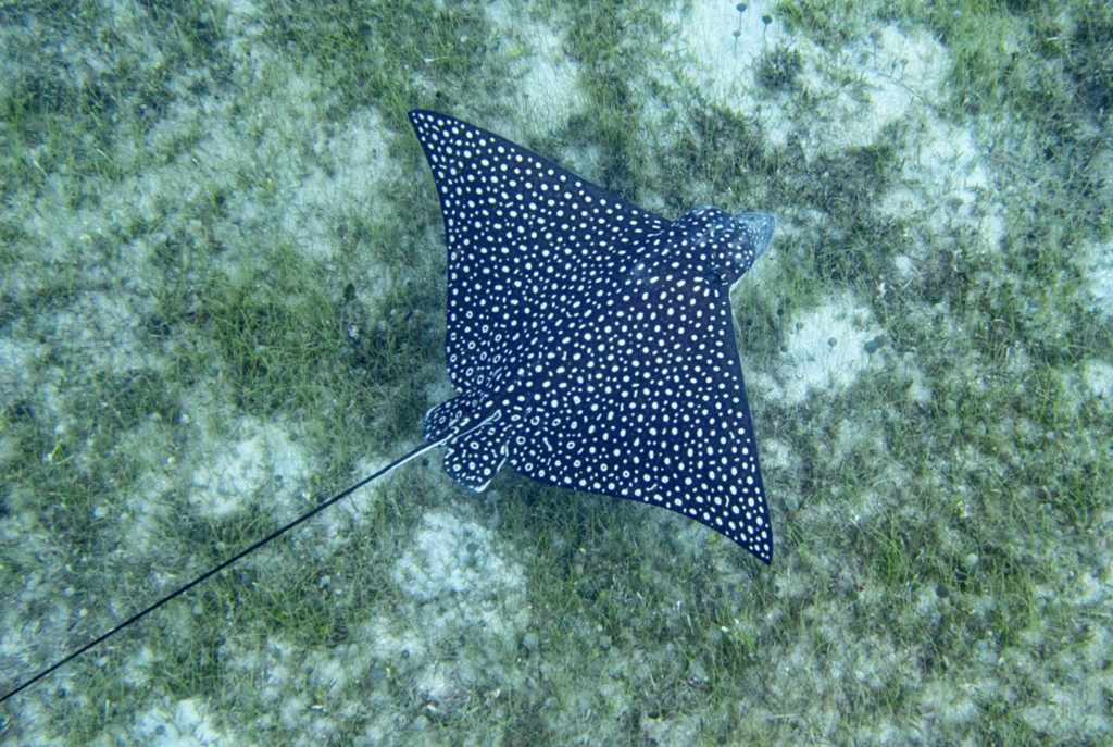 Spotted Eagle Ray