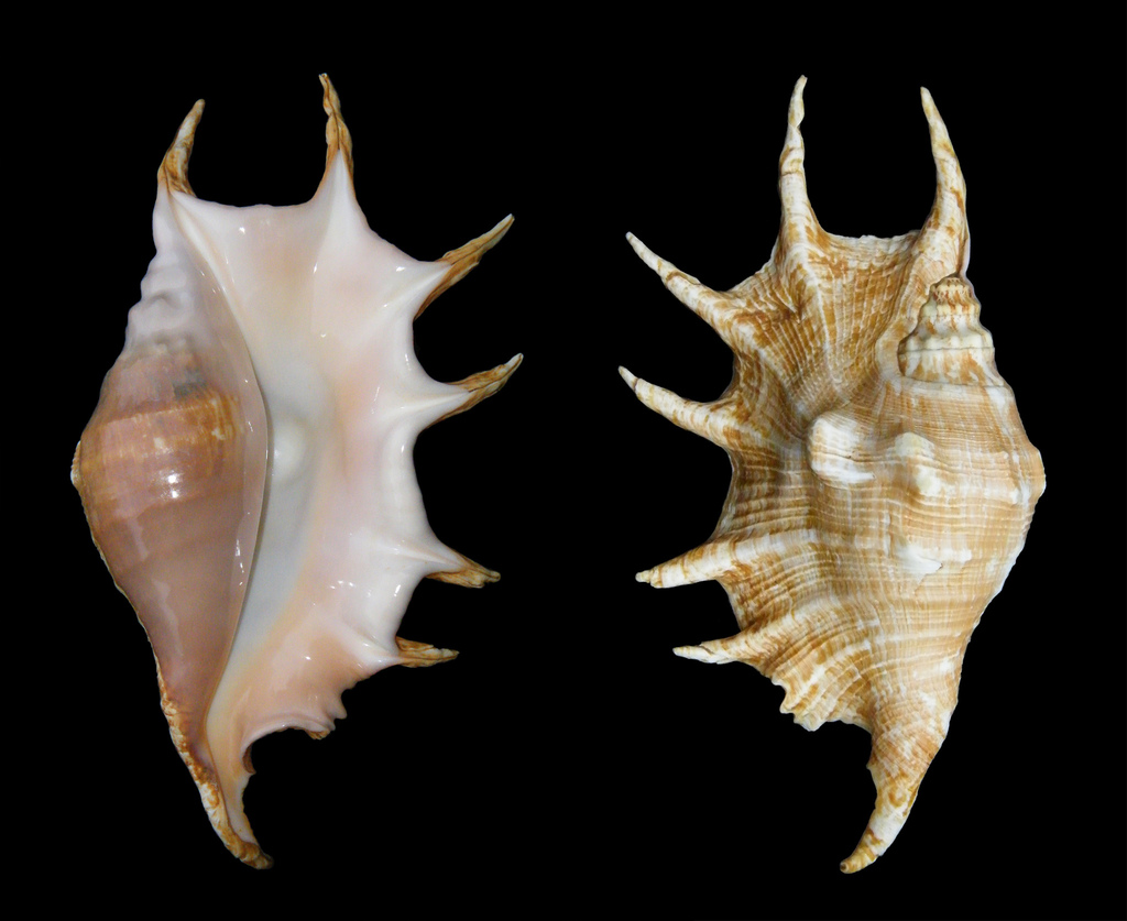 Giant Spider Conch