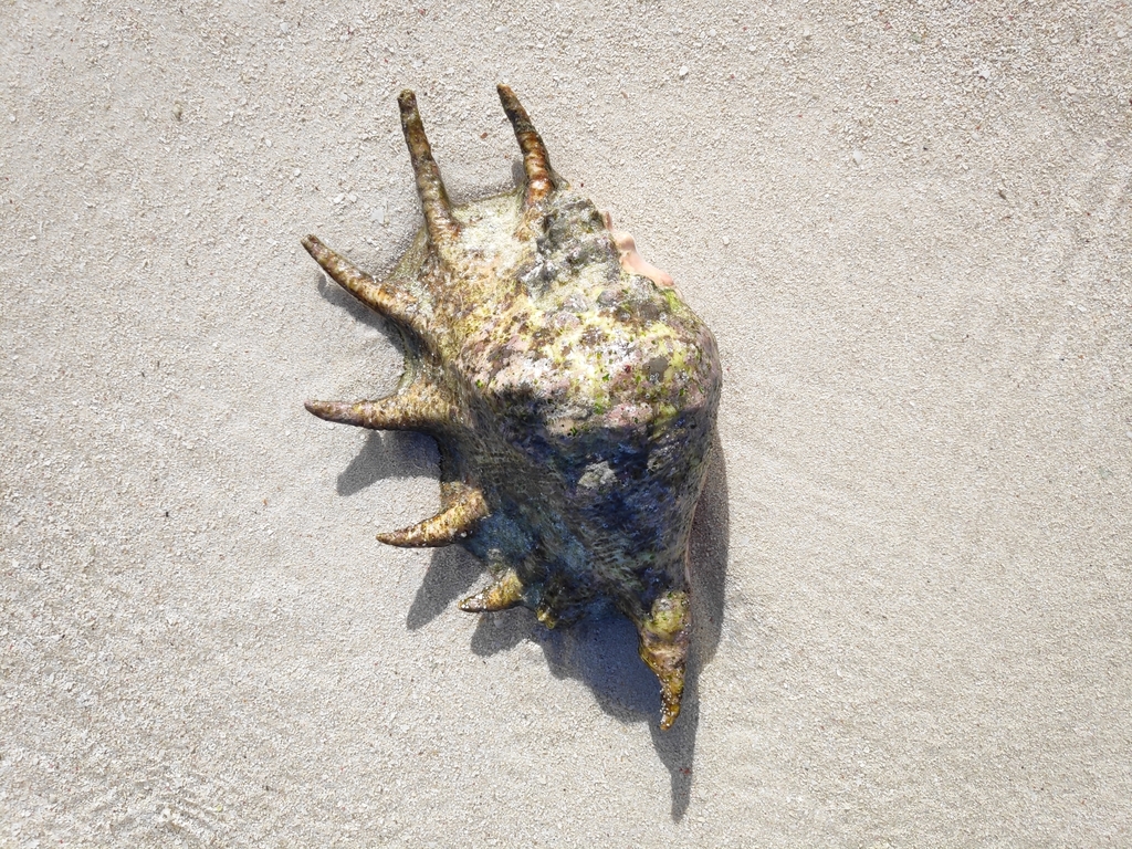 Giant Spider Conch