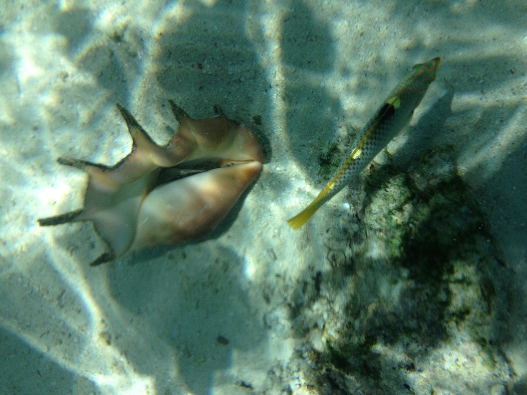 Giant Spider Conch