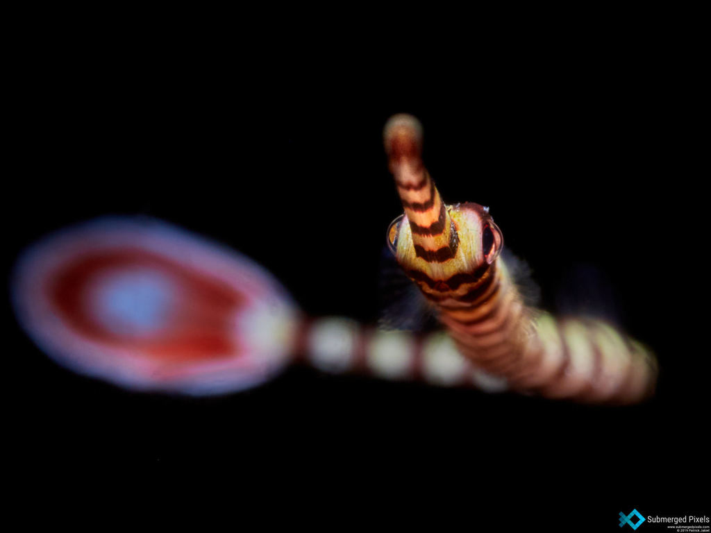 Banded Pipefish
