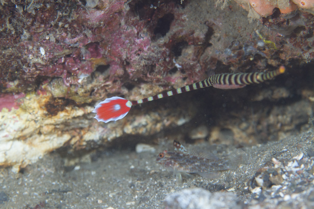 Banded Pipefish