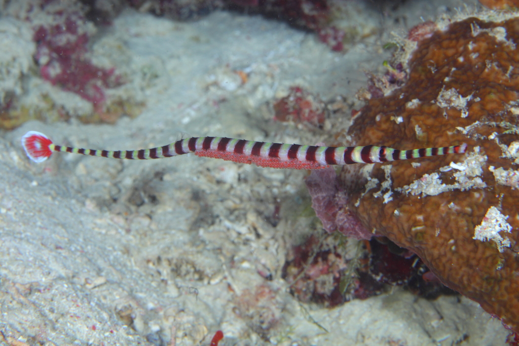 Banded Pipefish