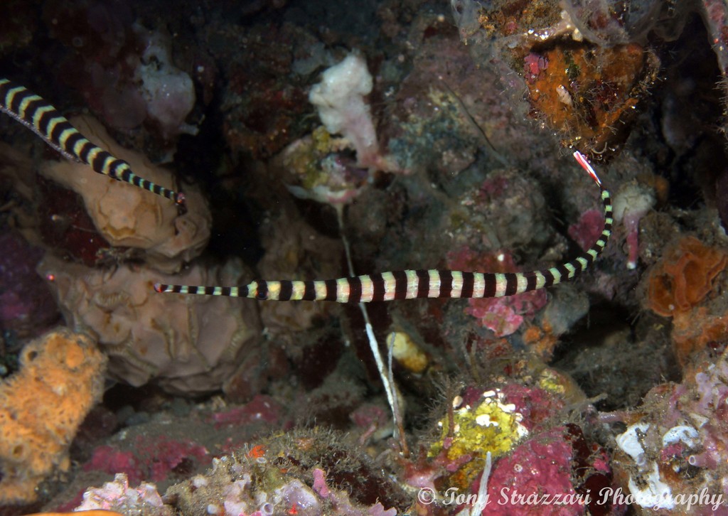 Banded Pipefish