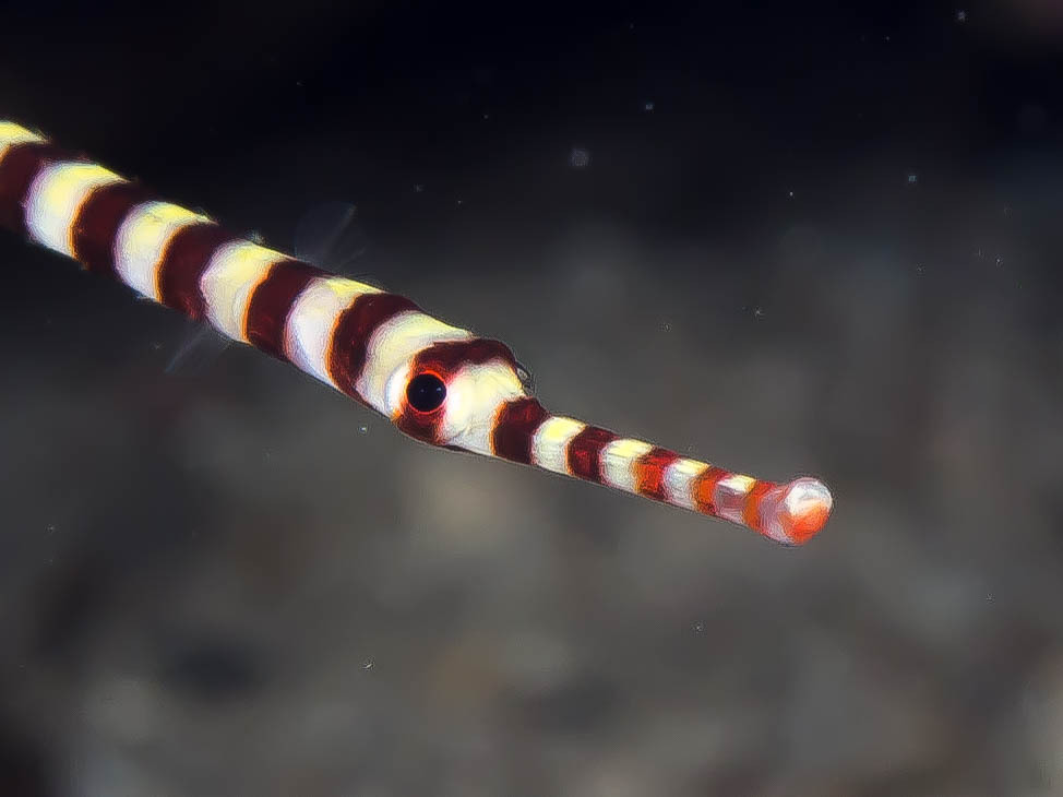 Banded Pipefish