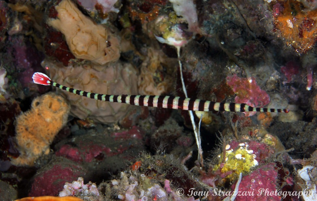Banded Pipefish
