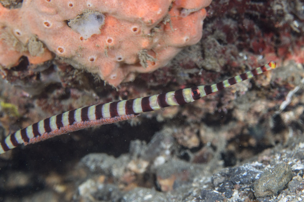 Banded Pipefish