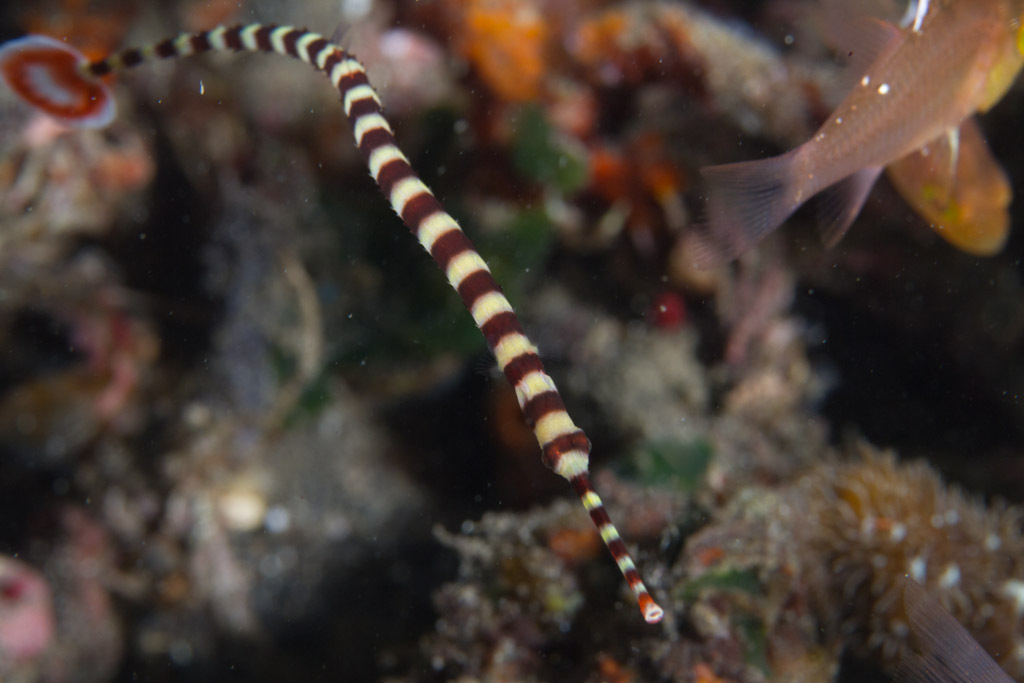 Banded Pipefish