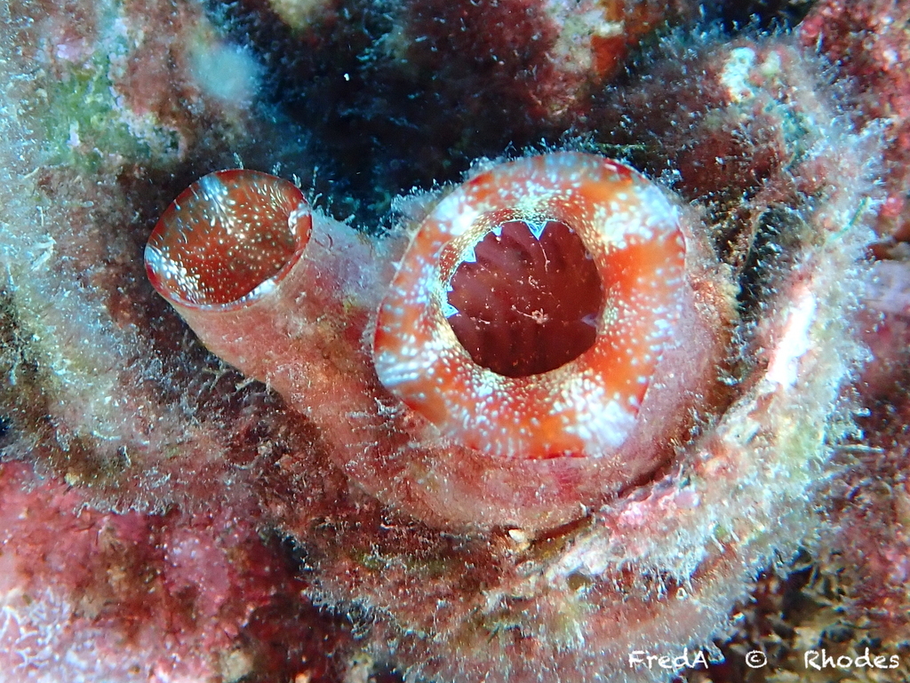 Red-throated ascidian