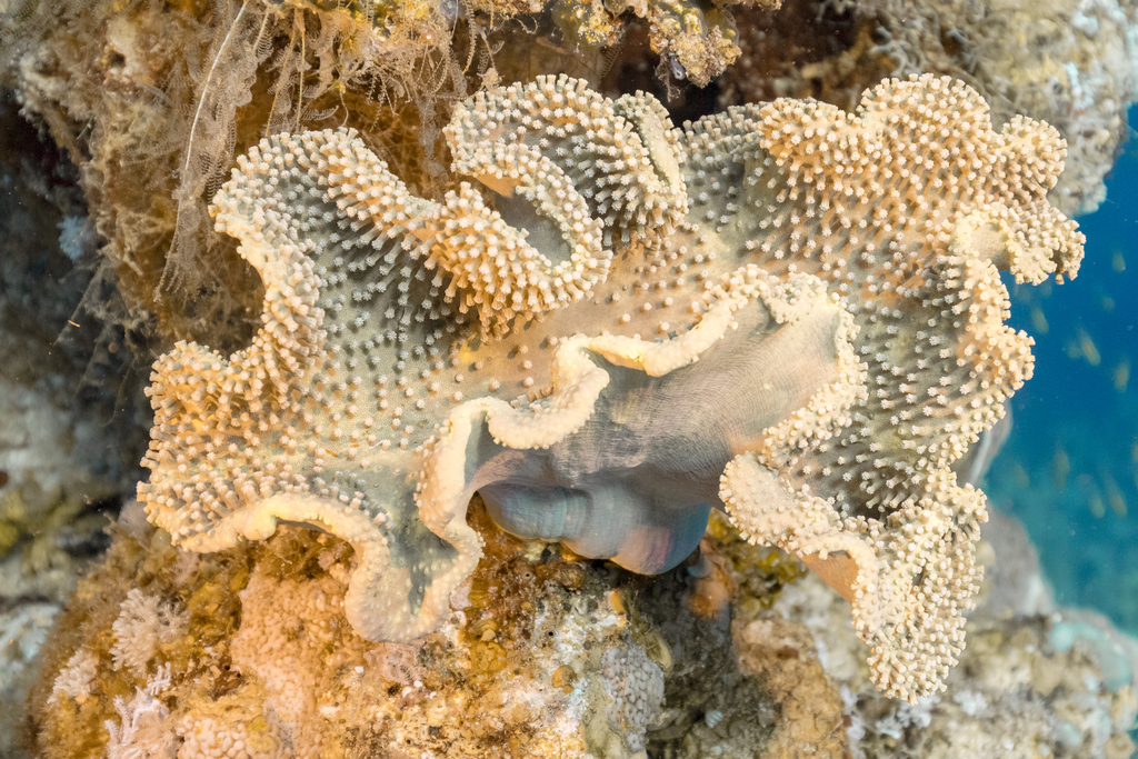 Rough Leather Coral