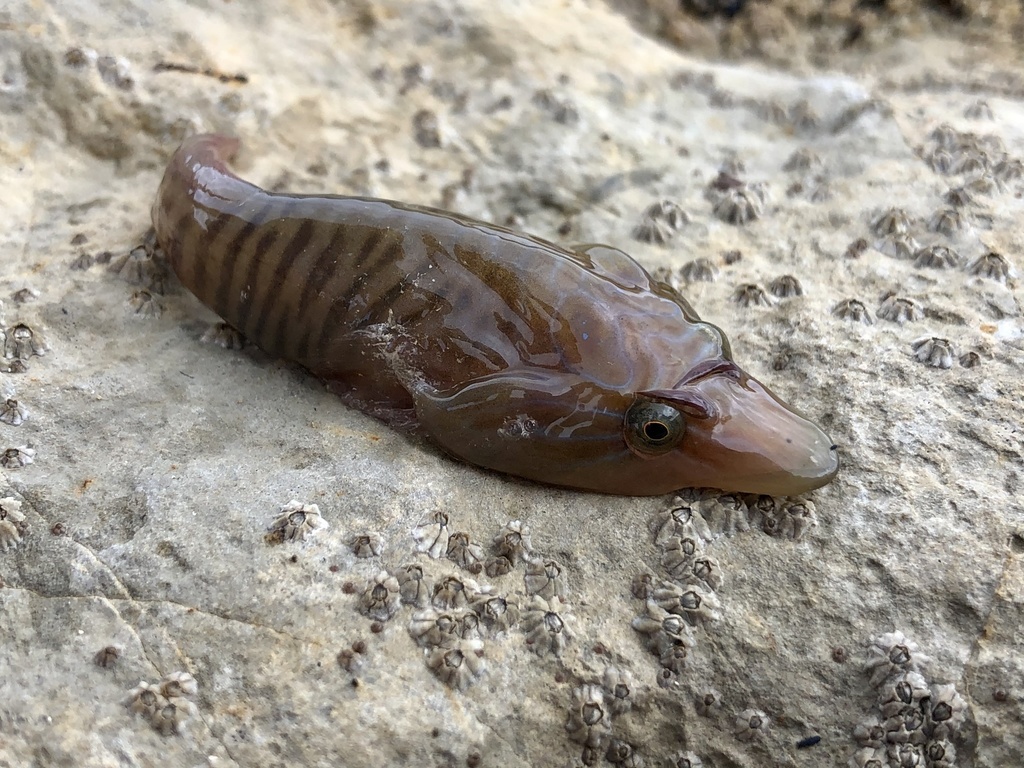 Shore Clingfish