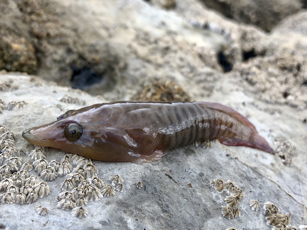 Shore Clingfish
