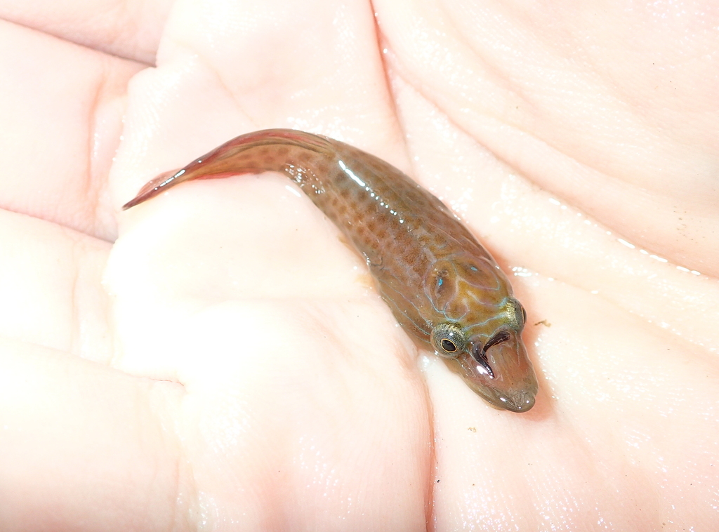 Shore Clingfish