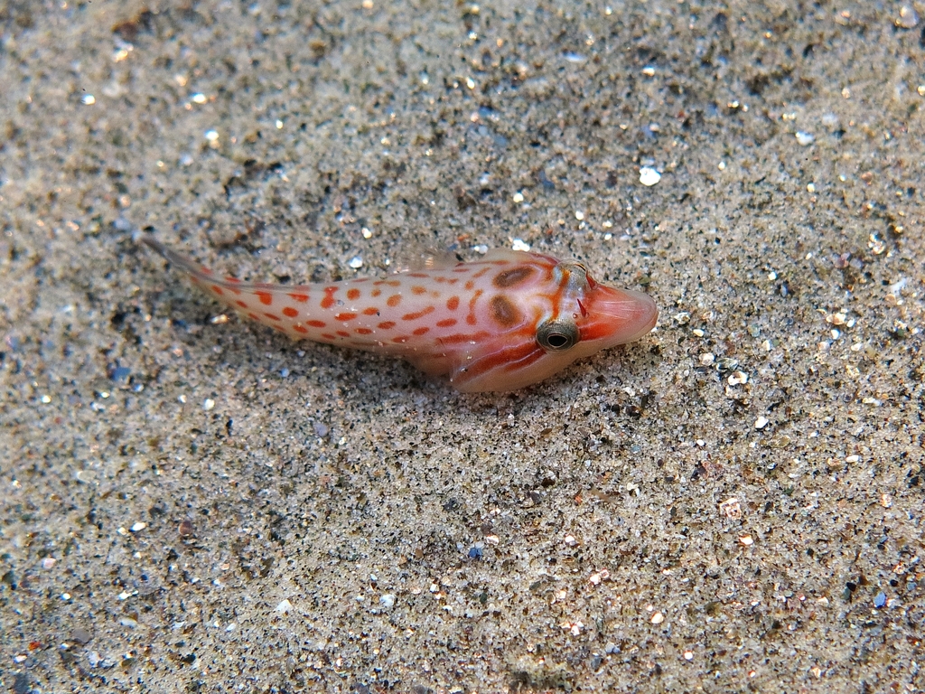 Shore Clingfish
