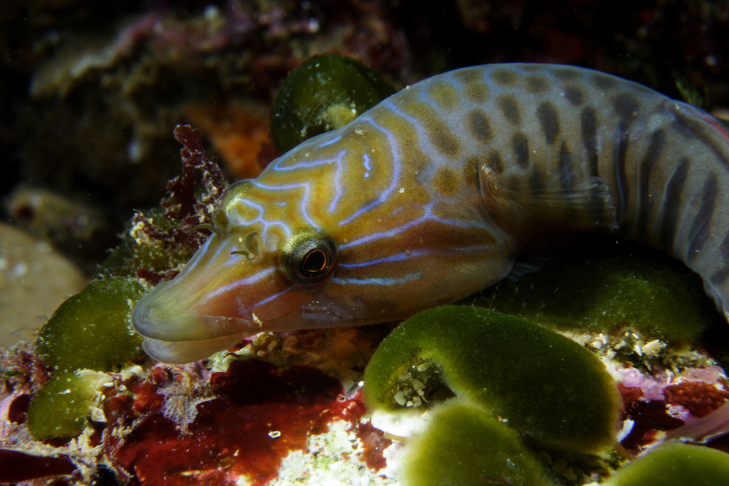 Shore Clingfish