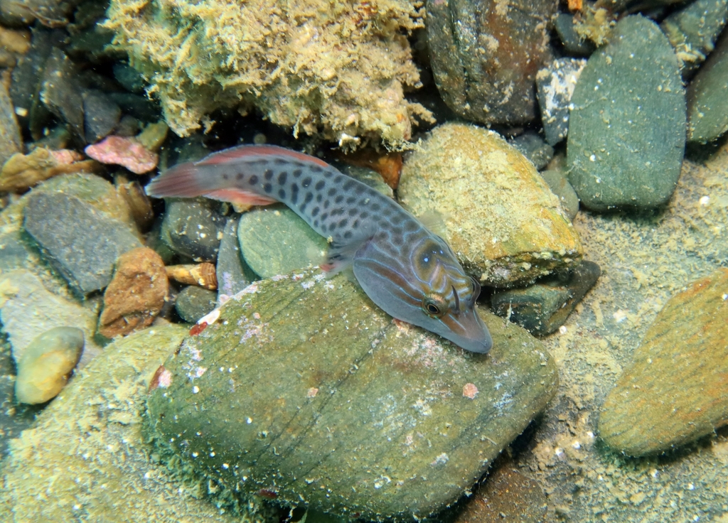 Shore Clingfish