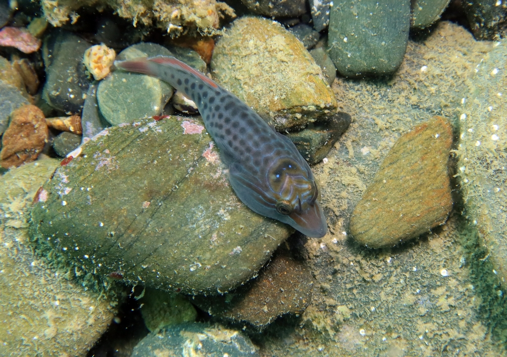 Shore Clingfish