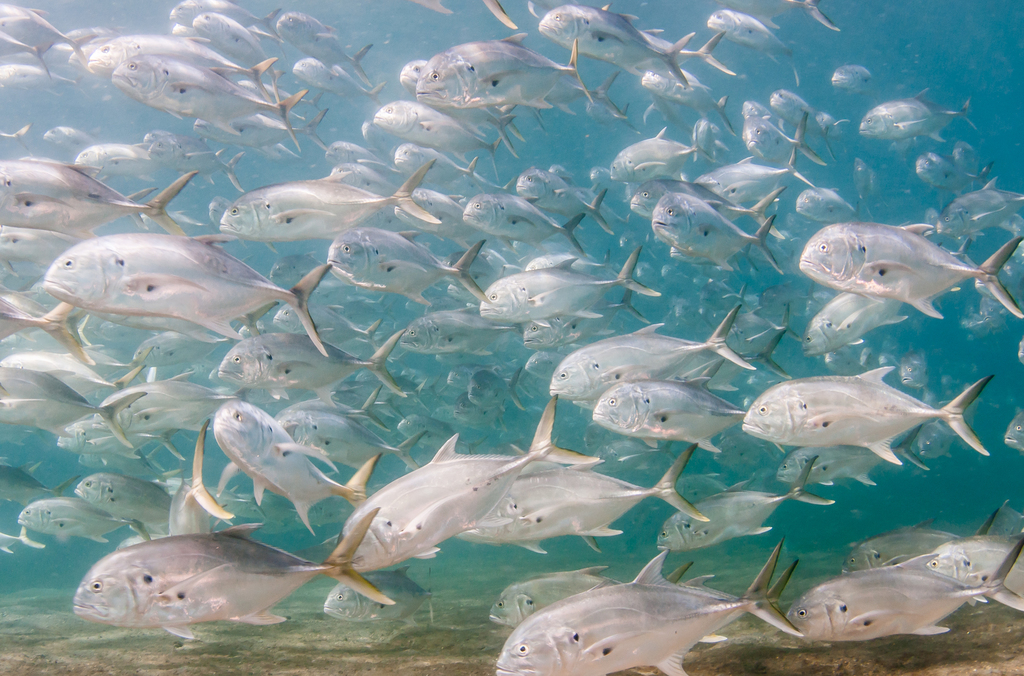 Atlantic Crevalle Jack