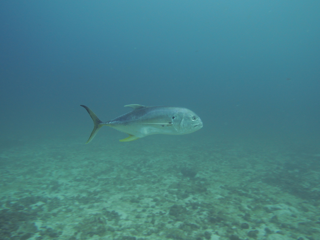 Atlantic Crevalle Jack