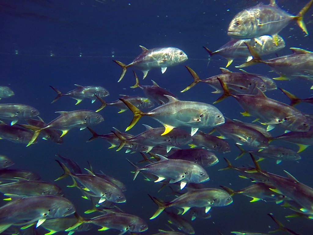Atlantic Crevalle Jack