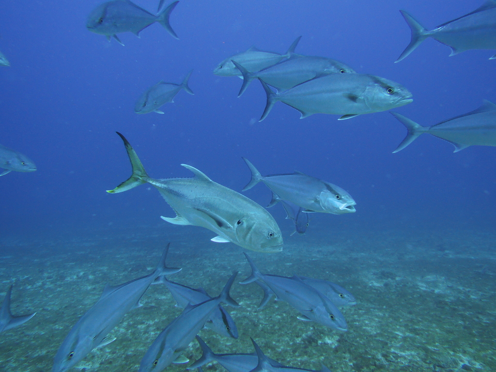 Atlantic Crevalle Jack