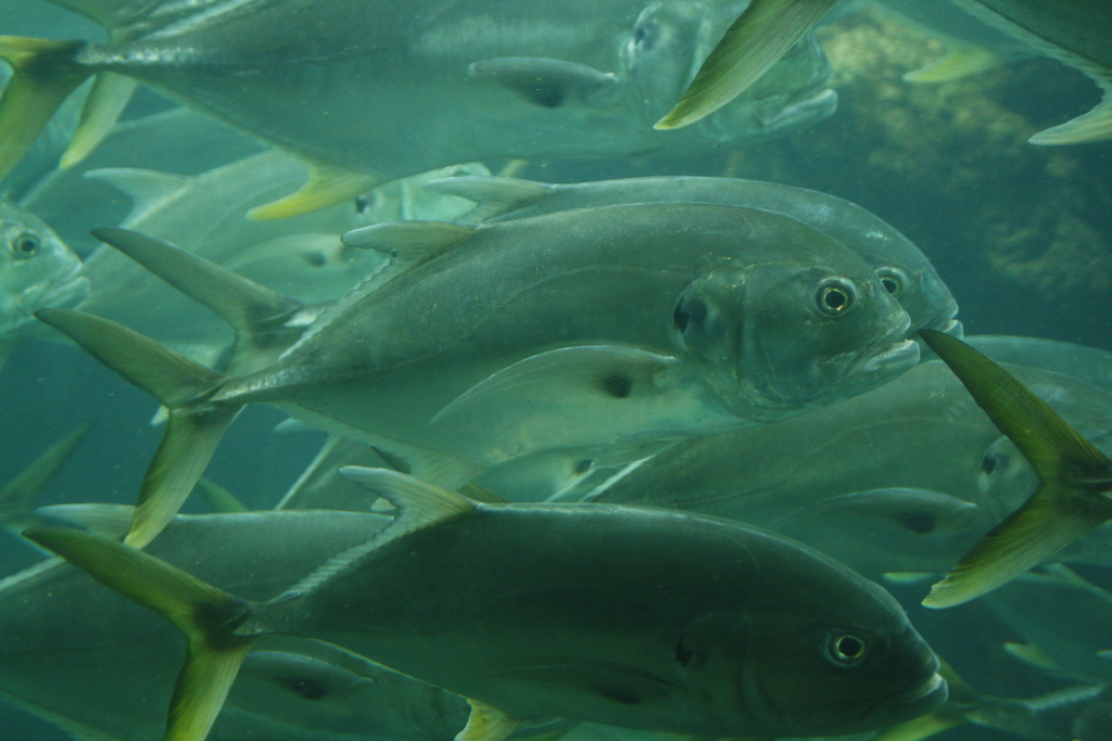 Atlantic Crevalle Jack