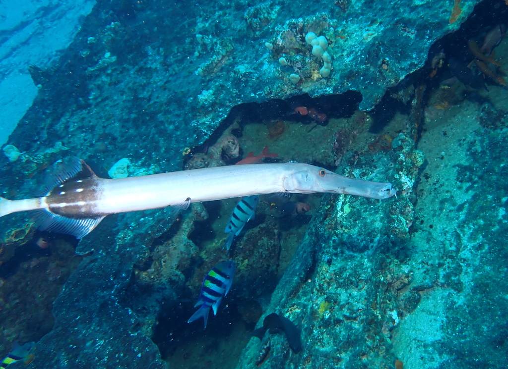 Poisson-trompette Indo-Pacifique