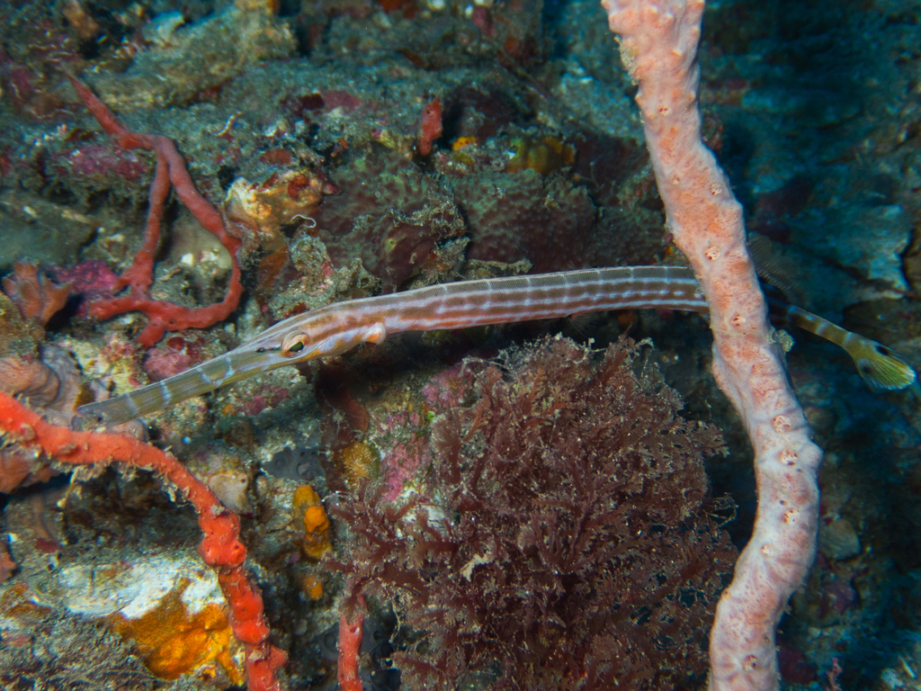 Poisson-trompette Indo-Pacifique