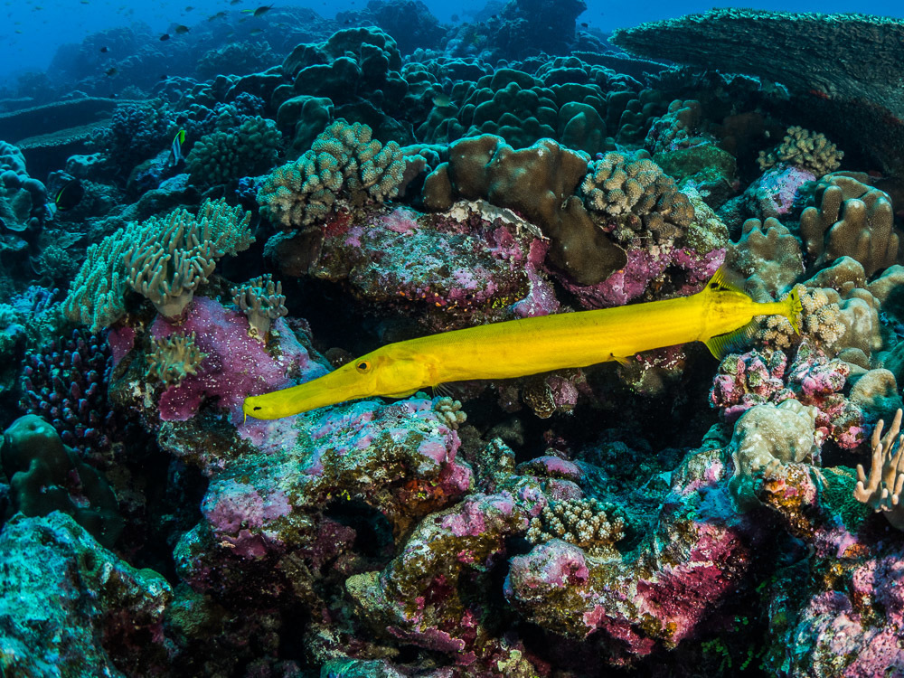 Pacific Trumpetfish