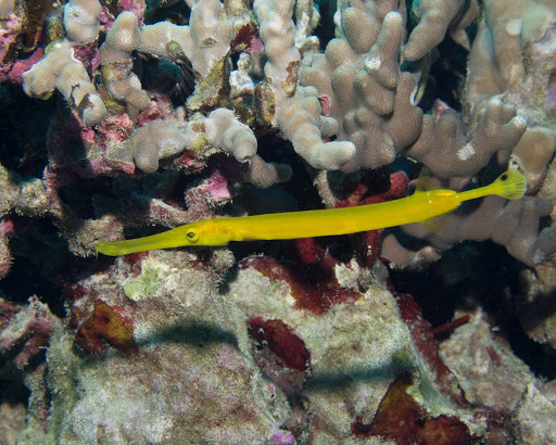 Poisson-trompette Indo-Pacifique