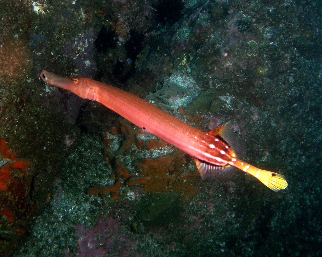 Poisson-trompette Indo-Pacifique