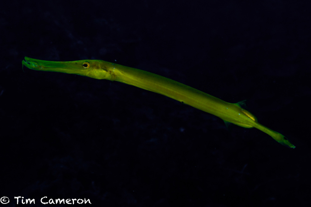 Poisson-trompette Indo-Pacifique