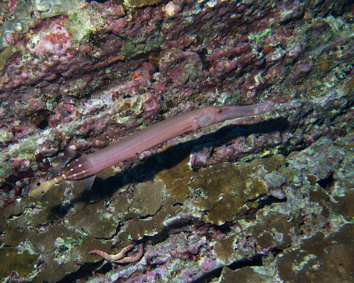 Poisson-trompette Indo-Pacifique