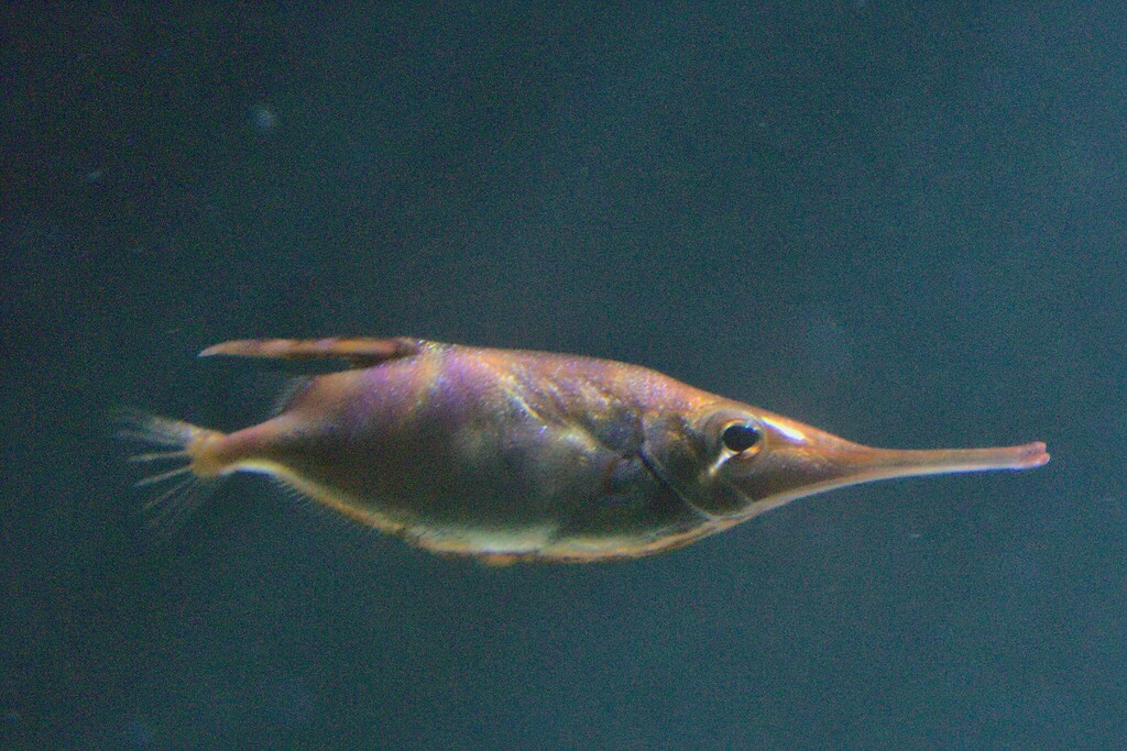 Common Bellowsfish